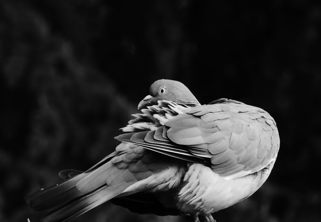 Photo Black Doves